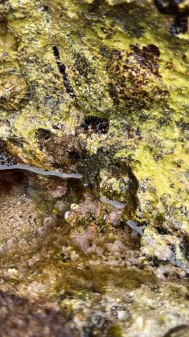 Small crab moving through a rocky tidal pool on the Atlantic coast, surrounded by natural coastal rocks and shallow seawater.
