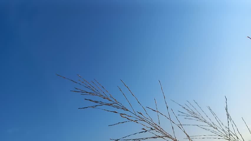Dry Reed Grass Blown by Wind Against Clear Blue Sky Background