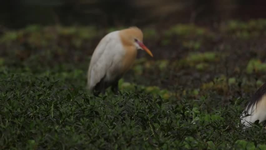 Cattle Egret Resting Among Lakeside Vegetation