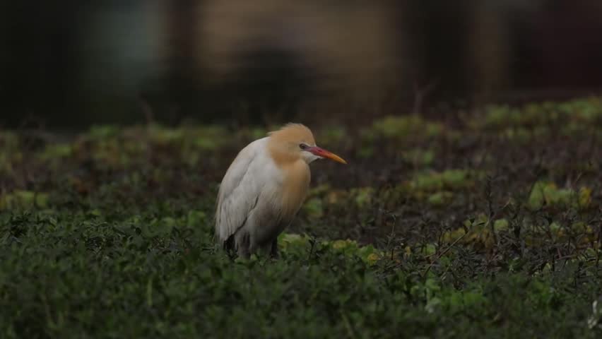 Cattle Egret Resting Among Lakeside Vegetation