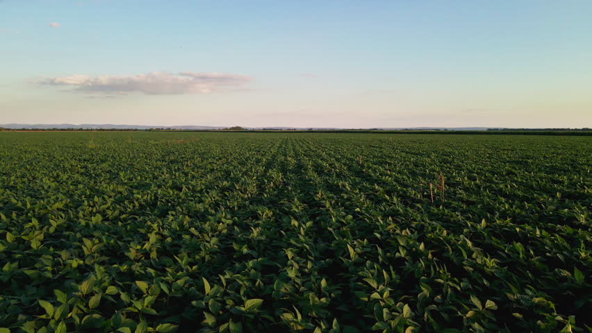 A drone flies forward above a vast soybean field during golden hour, revealing endless rows of healthy green crops stretching toward the horizon. The cinematic aerial footage highlights modern agriculture, sustainable farming, and the peaceful beauty of the rural landscape.