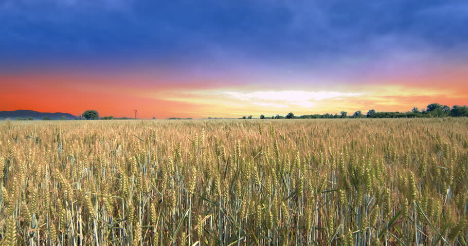 Relaxing sunset over a wheat field