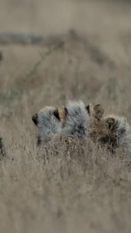 Vertical video, Cheetah mother grooming her cubs