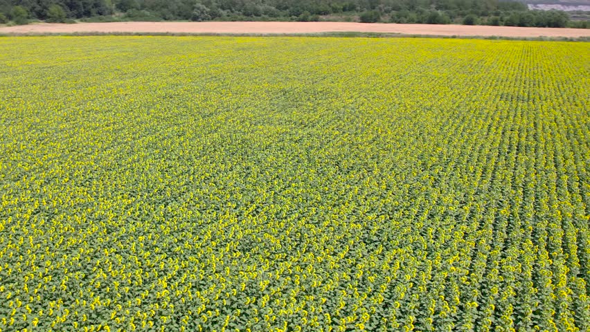 Very large Sunflower field near the road