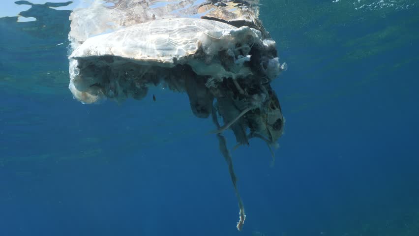 a dead sea turtle drifting on the surface of water underwater shot	
