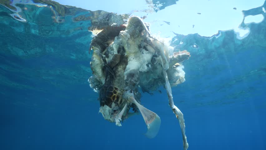a dead sea turtle drifting on the surface of water underwater shot	