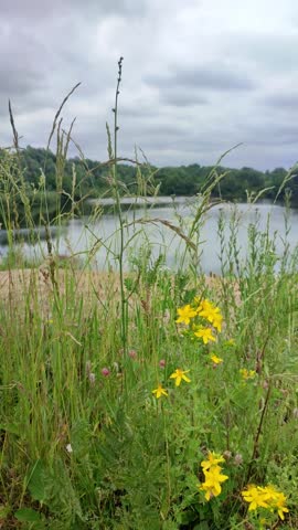 Wild yellow flowers bloom in grassy field by lake. Natural landscape with tall grass under cloudy sky. Wilderness meadow near water in summer nature scenery.