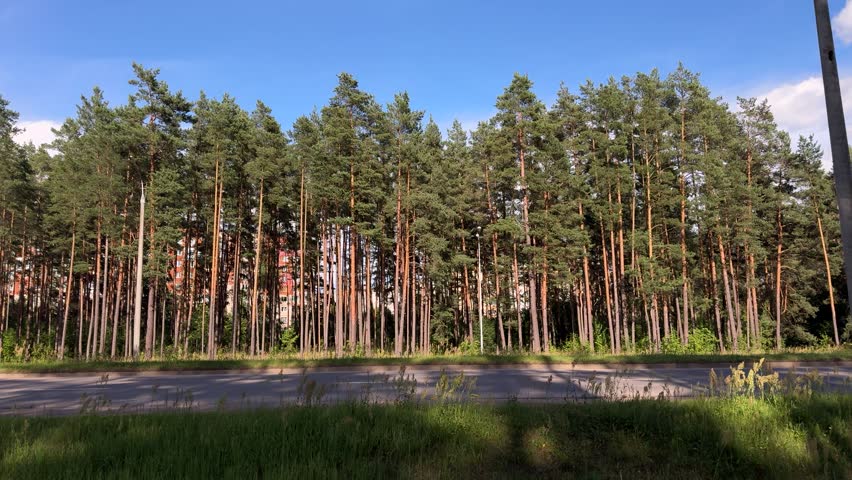 Tall pine trees lining a paved road with residential buildings visible behind the forest. Urban greenery, nature, landscape, outdoors, summer.