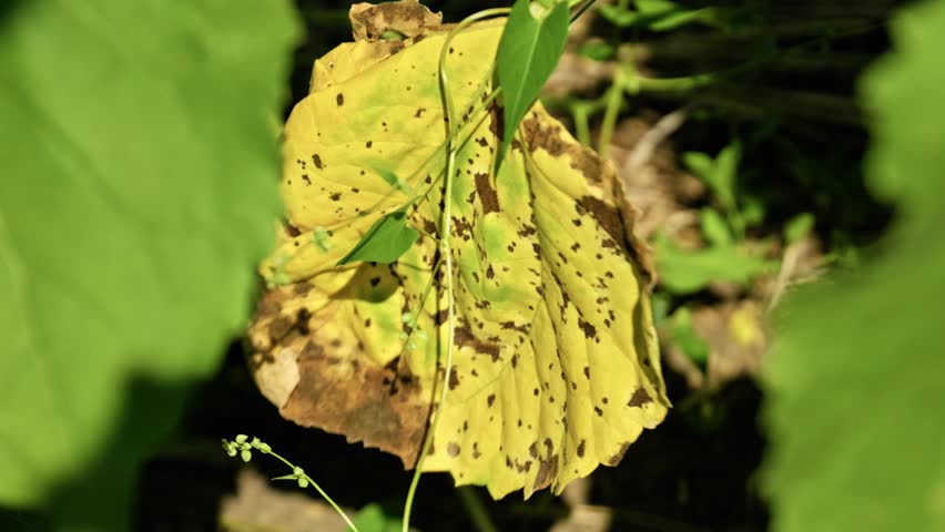 Close-up of a sick agricultural sunflower crop affected by disease. Infested plant shows severe chlorosis, dry brown spots, and damaged yellow leaves in the field during the summer.