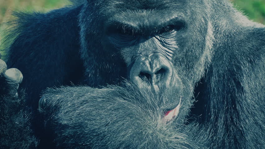 Silverback Gorilla Eating Close Up