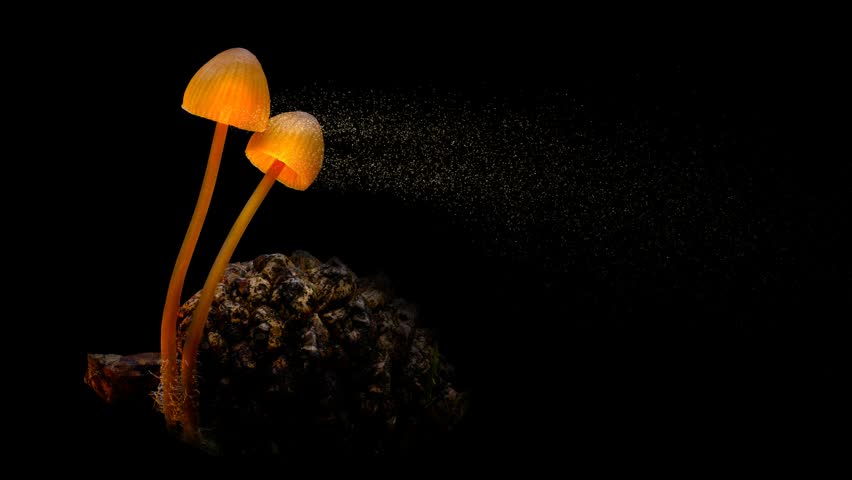 A Glowing Mushrooms on Pine Cone – Slow Zoom Macro Nature Video