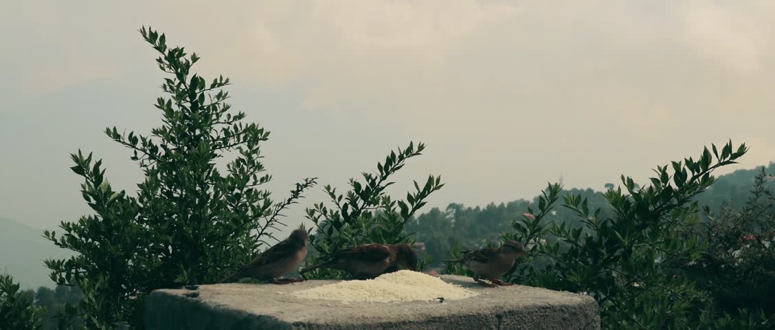 4K House sparrows feeding on grains. Perched on a wall....