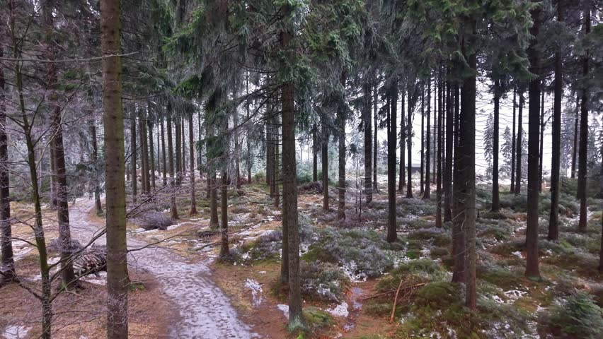 Narrow Forest Trail Under Light Frost, Tall Evergreen Trunks, Mossy Ground With Scattered Snow, Muted Winter