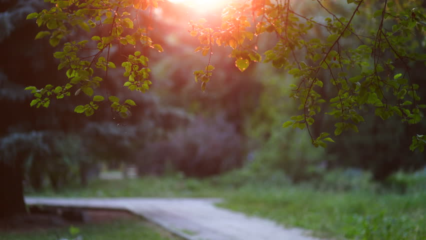 Sunset light filtering through tree leaves in a recreation park. Out of focus trail in a garden during golden hour. Calm nature scenery for relaxing background.