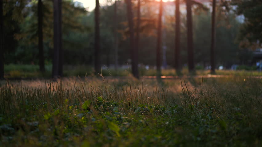 Sunset light filtering through silhouettes of trees in a recreation park. Blurred grassy meadow during golden hour. Calm nature landscape for relaxation concept.