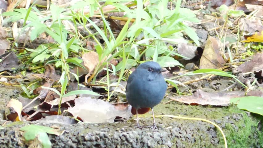 Close up of a small dark blue bird standing on a mossy rock among fallen leaves and green grass in its natural habitat