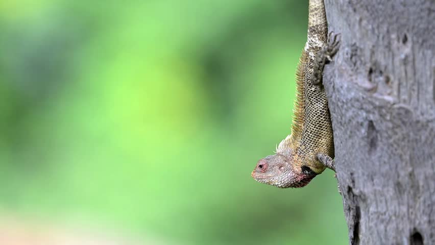 A close up video of an Oriental Garden Lizard showcasing its spiky dorsal crest and textured scales as it rests vertically on a tree trunk against a vibrant green blurred background. 
