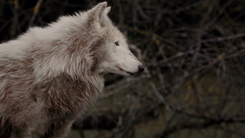 Majestic white wolf standing in the wild forest looking around
