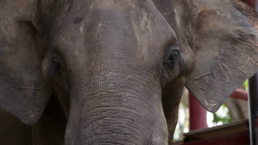 Close up of an asian elephant head