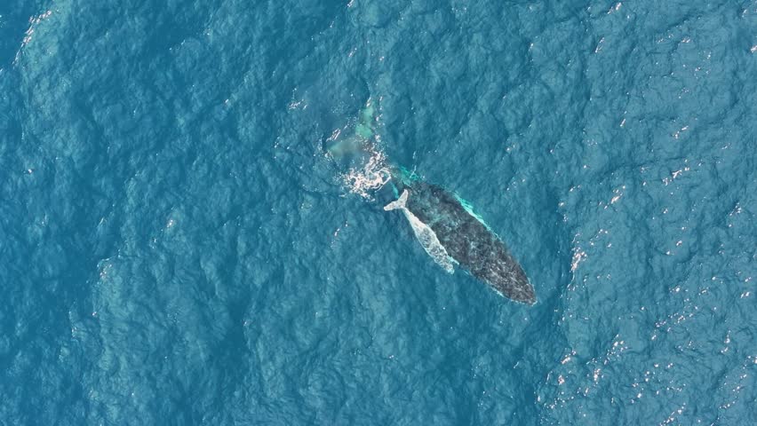 Top down aerial views of a Humpback Whale with a new born white calf