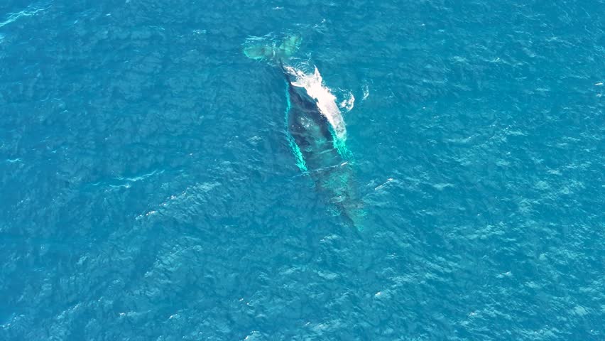 Top down aerial views of a Humpback Whale with a new born white calf