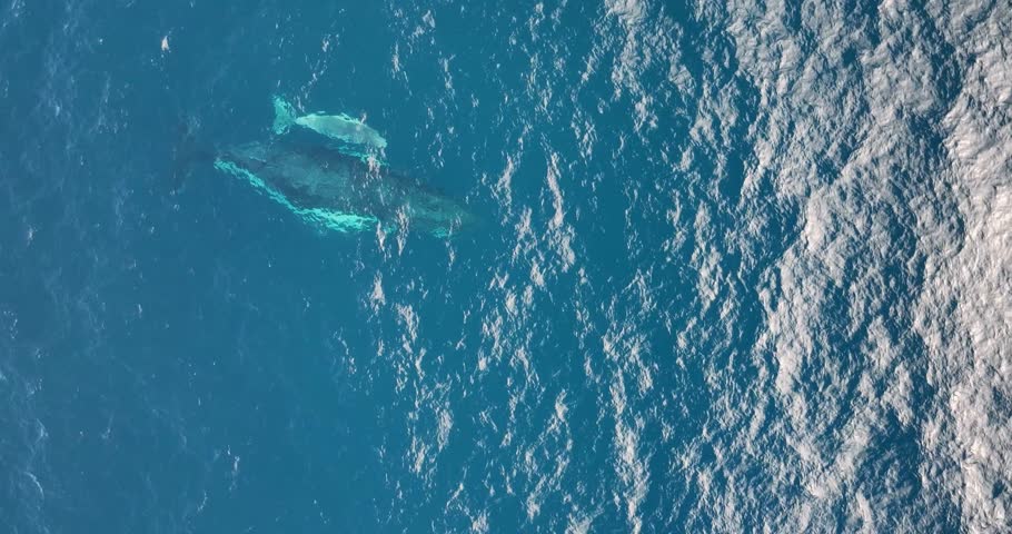 Top down aerial views of a Humpback Whale with a new born white calf