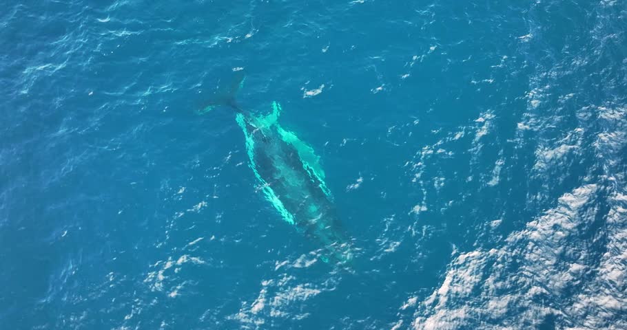 Top down aerial views of a Humpback Whale with a new born white calf