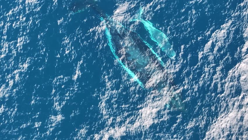 Top down aerial views of a Humpback Whale with a new born white calf