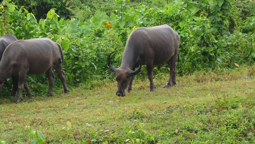 Buffaloes graze on grass by the roadside.