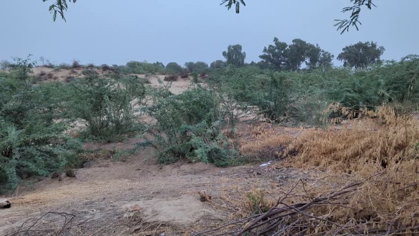 Arid Desert Landscape With Shrubs And Dry Terrain