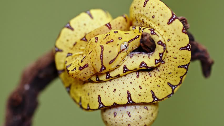 Vibrant yellow green tree python juvenile snake coiled tightly around a wooden branch