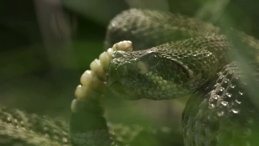 Close up shot of a venomous rattlesnake flicking its tongue near its rattle.