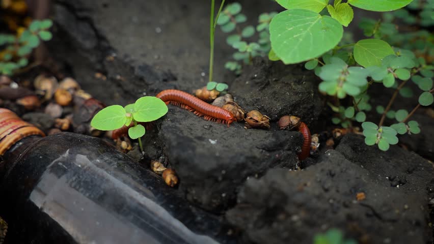 An Asian millipede moving across dark ground near a discarded glass bottles.