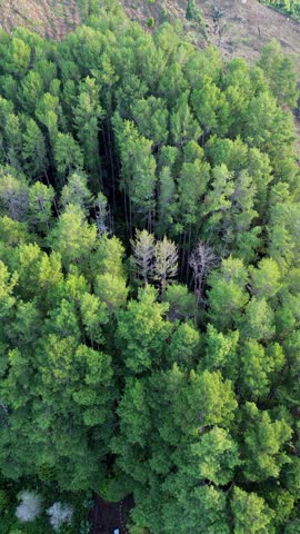 Aerial View of a Dense Forest Canopy