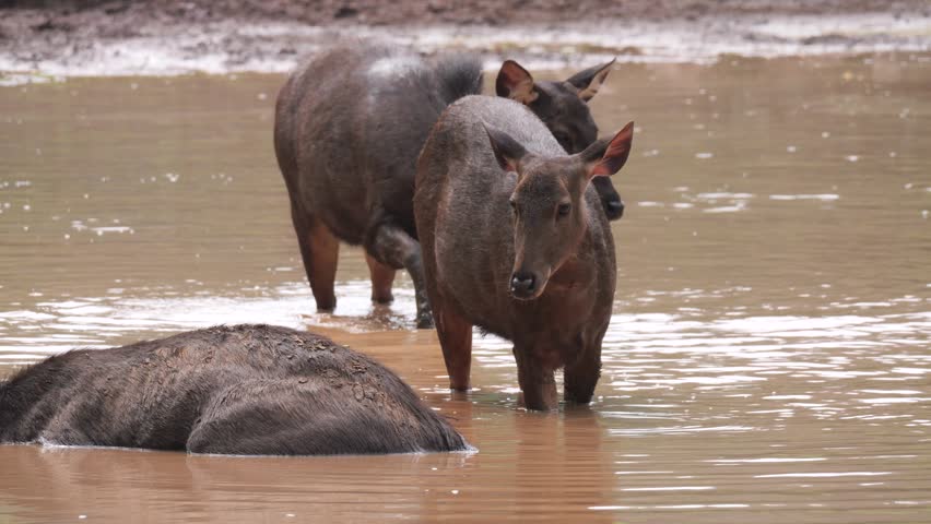 Two female sambar deer move gently through shallow water while playfully interacting with each other in a peaceful natural habitat. Their relaxed behavior and graceful movements create a charming scene that reflects the social nature of these magnificent mammals. The calm water, soft reflections, and surrounding wetland environment highlight the beauty of animal behavior, biodiversity, and freshwater ecosystems.