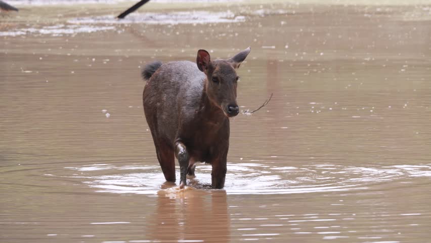 Two female sambar deer move gently through shallow water while playfully interacting with each other in a peaceful natural habitat. Their relaxed behavior and graceful movements create a charming scene that reflects the social nature of these magnificent mammals. The calm water, soft reflections, and surrounding wetland environment highlight the beauty of animal behavior, biodiversity, and freshwater ecosystems.