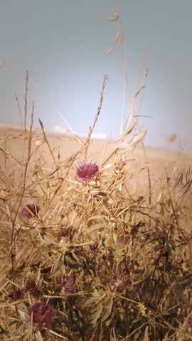 A Beautiful purple flower in summer