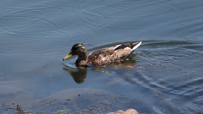Funny mallard duck diving headfirst into the water searching for food with its tail and orange feet sticking up closeup.