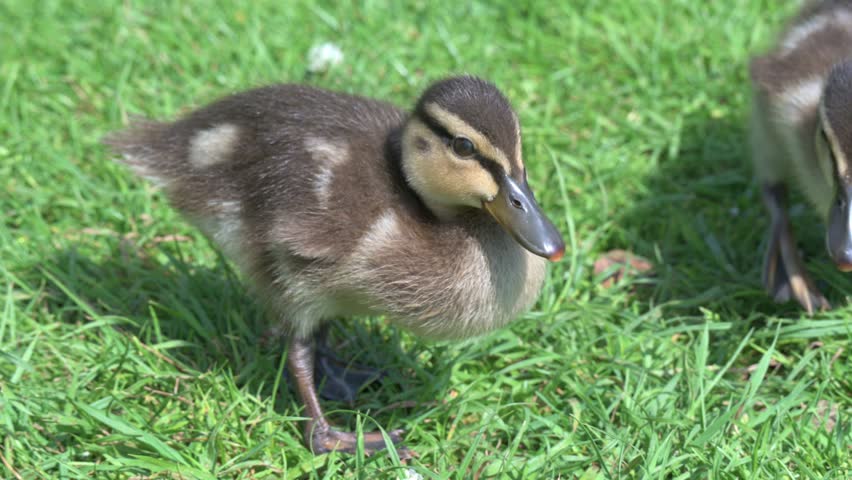Mallard (Anas platyrynchos) young ducklings in closeup. July, Kent, UK [Half speed]