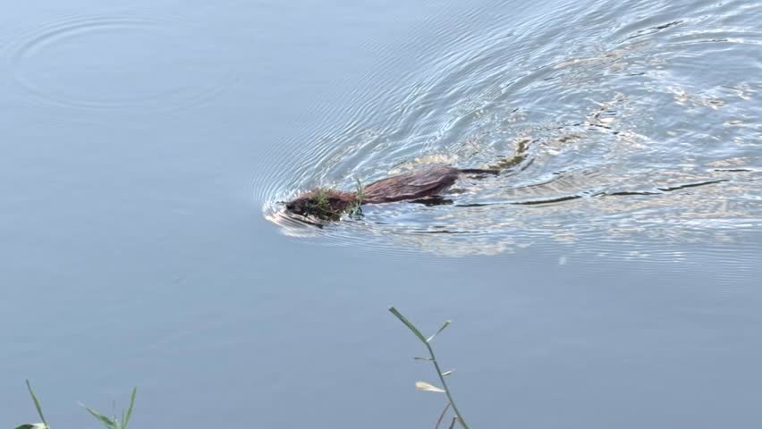 Muskrat swims across calm river water carrying a bunch of grass in its teeth.