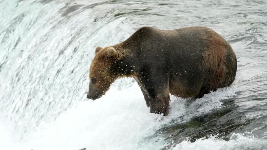 Large brown bear catching jumping salmon at the edge of a rushing waterfall SLOW MO VIDEO