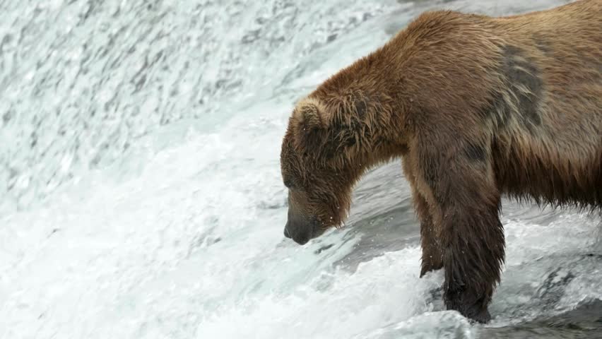 Powerful brown grizzly bear catching a fresh salmon in a rushing white waterfall.