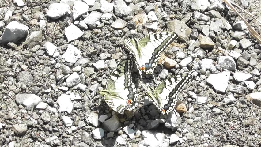 three swallowtail butterflies on the ground