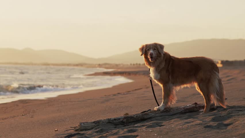 A Nova Scotia Duck Tolling Retriever dog stands on sandy beach at sunset. Cinematic evening lighting and coastal landscape create adventurous seaside footage atmosphere.