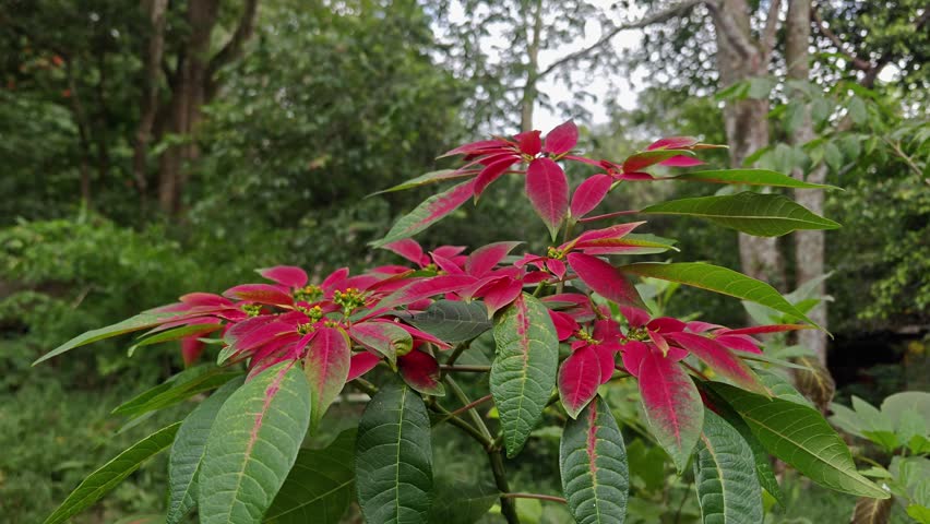 Close Up of Red Poinsettia Plant in Tropical Forest