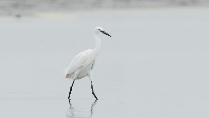 little egret taking flight (slow motion)
