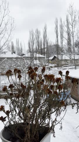 Cozy winter view of a snow covered backyard and trees in a countryside village on a cold day