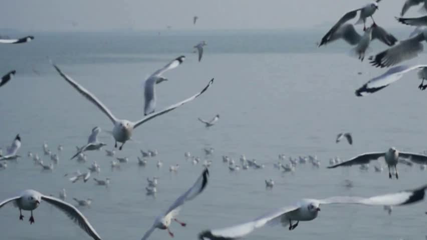 Large flock of seagulls flying and floating over the sea surface