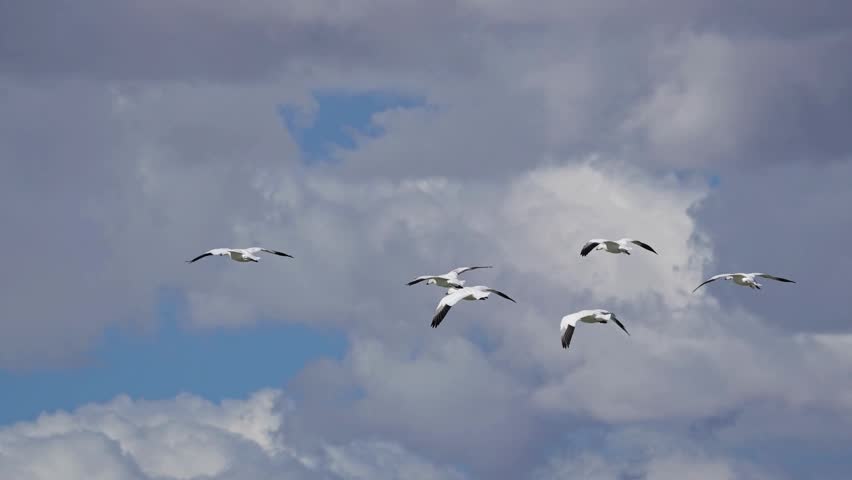 A small flock of white snow geese flying through a cloudy blue sky.