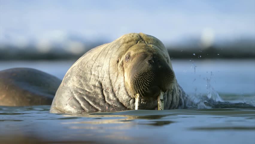 Close-up of a walrus swimming in the cold arctic water